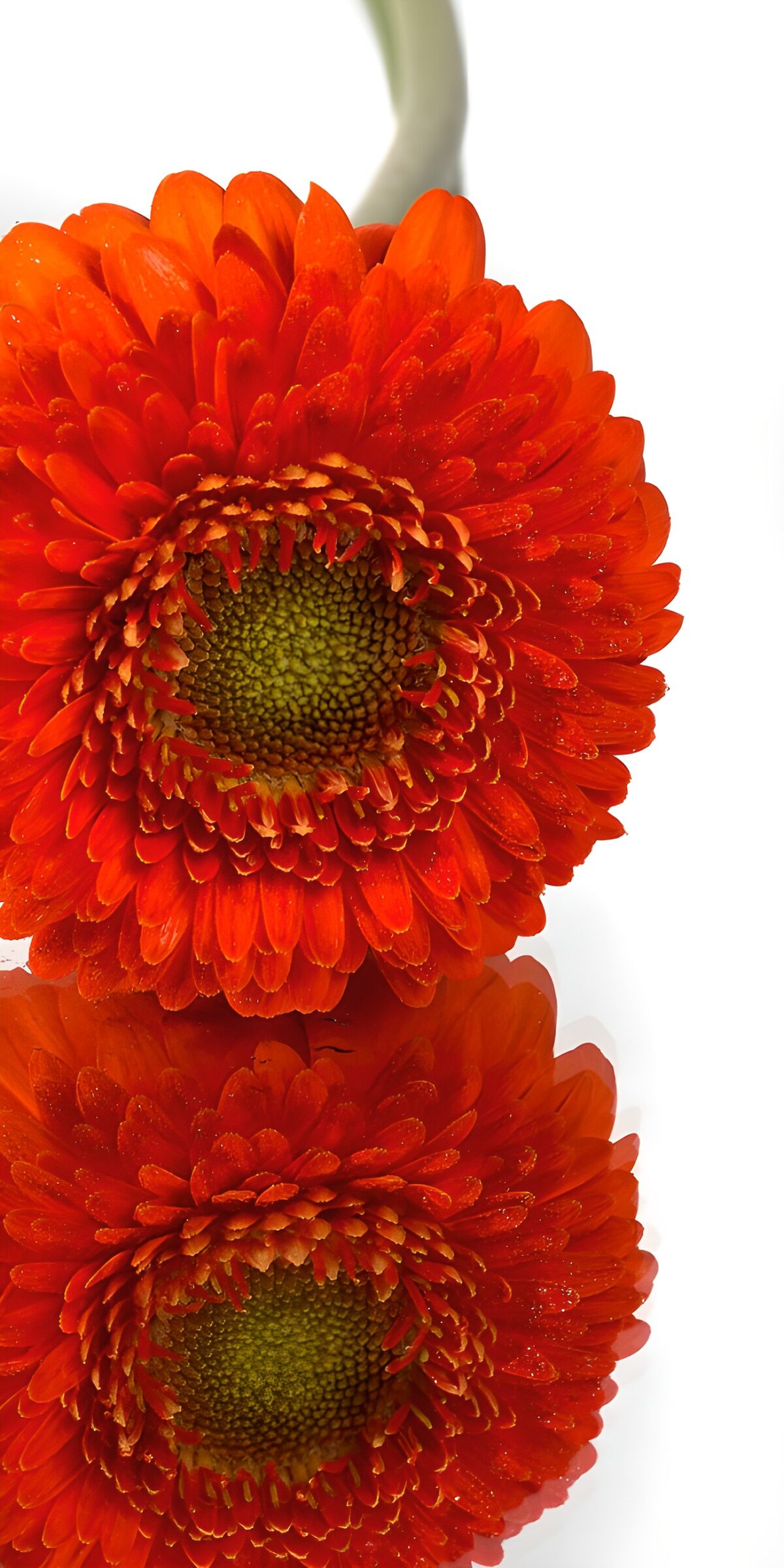OCUK35346: Vibrant Orange Gerbera Bloom