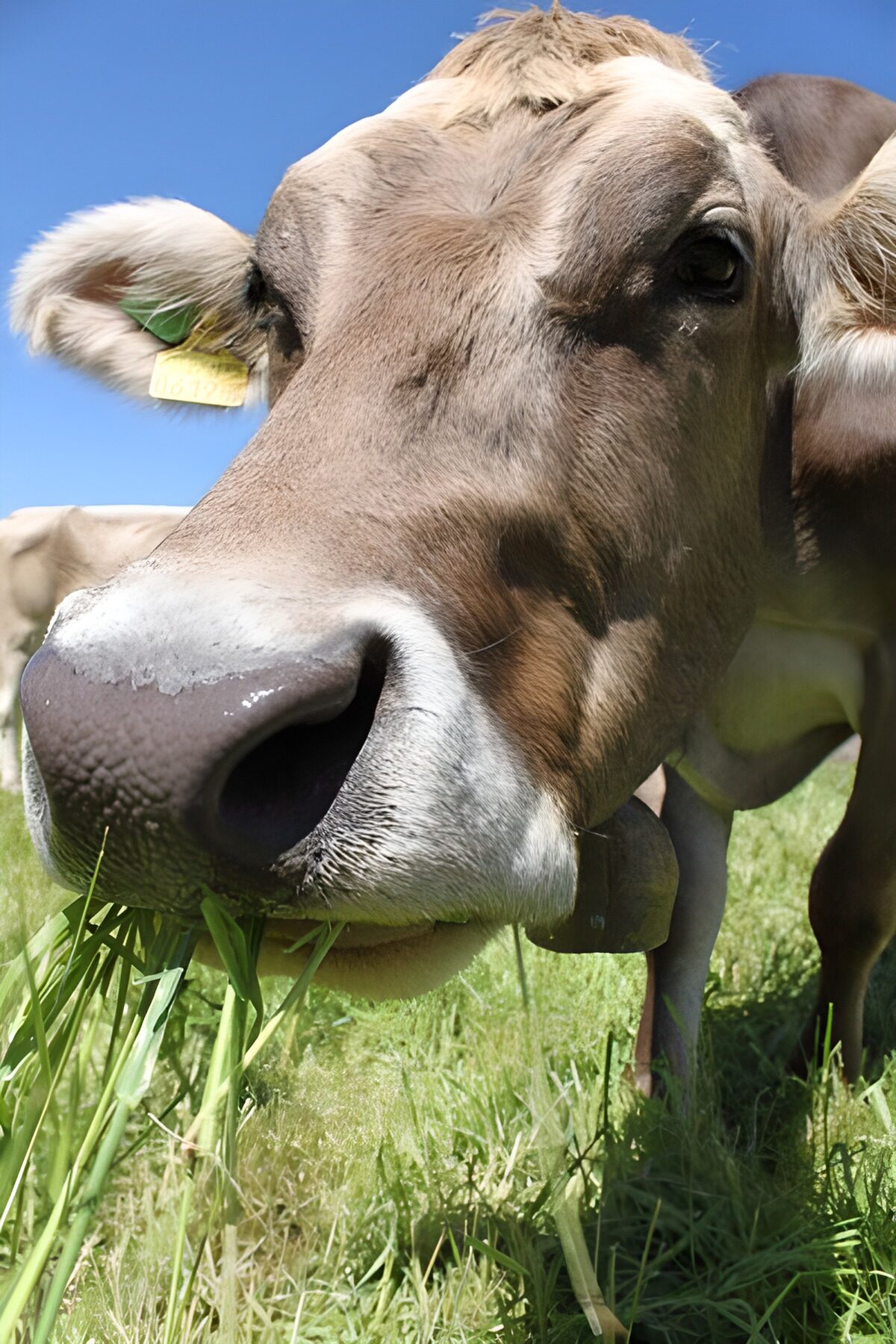 OCUK22211: Grazing cow in field
