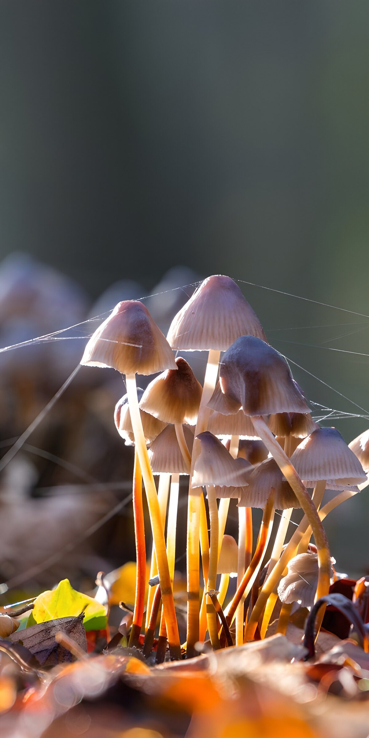 OCUK99708: Enchanted Forest Mushrooms