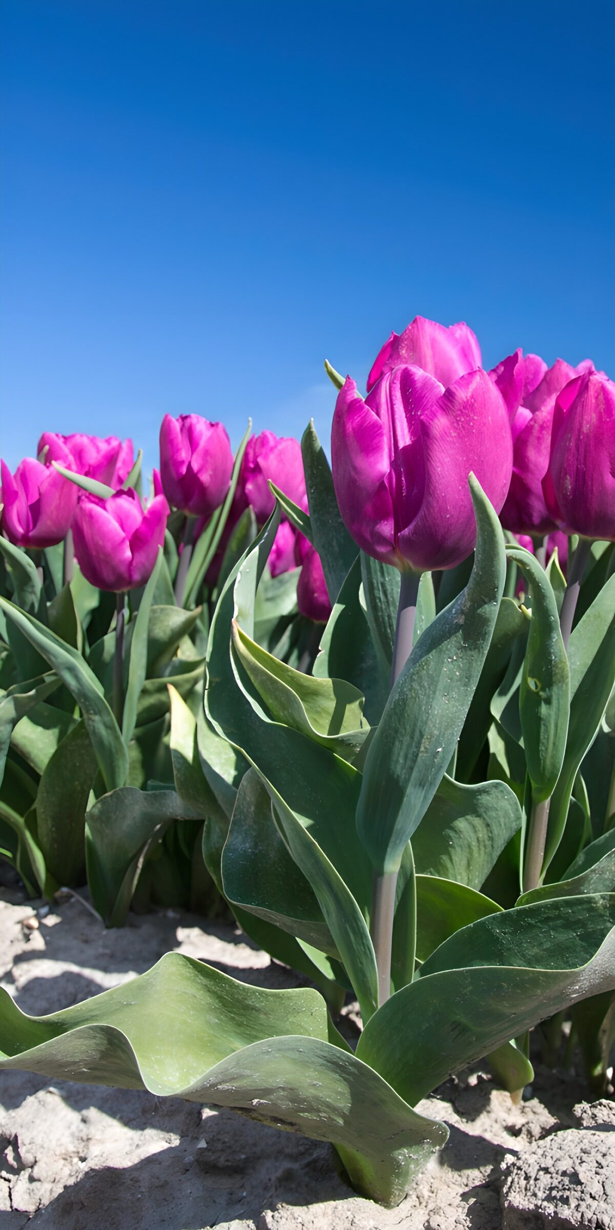 OCUK44930: Vibrant Purple Tulips Against Blue Skies