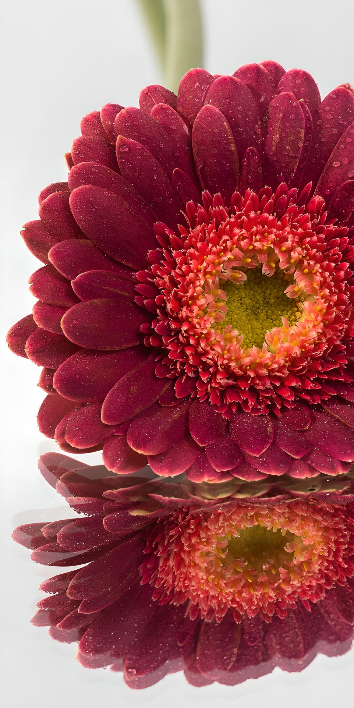 OCUK11934: Vibrant Red Gerbera with Reflection