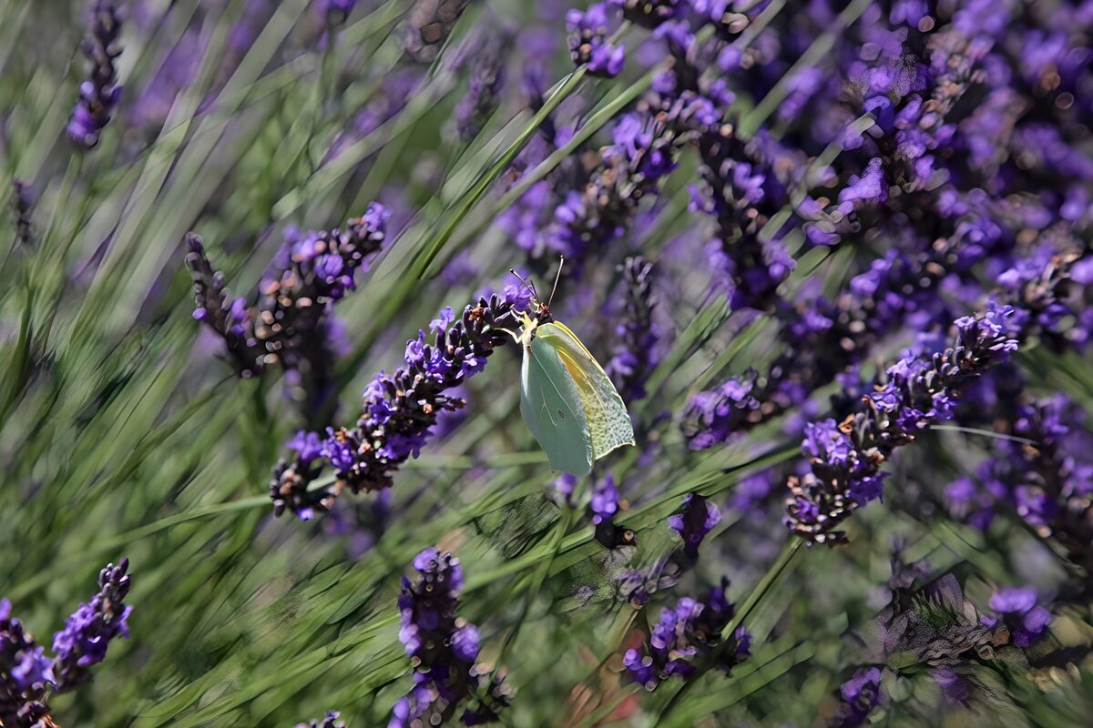 Butterfly on Lavender Blooms