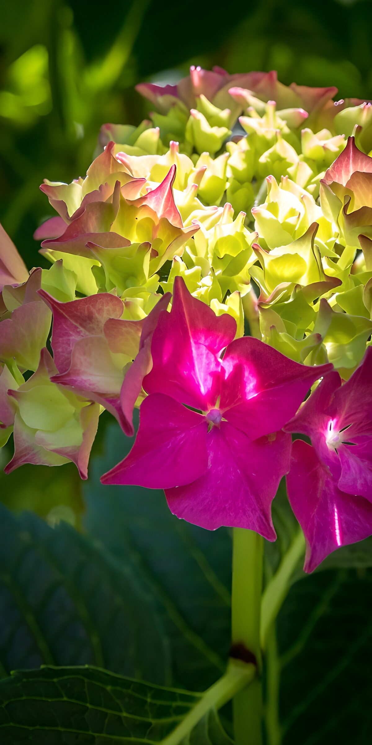 OCUK42337: Vibrant Hydrangea Blooms in Sunlight