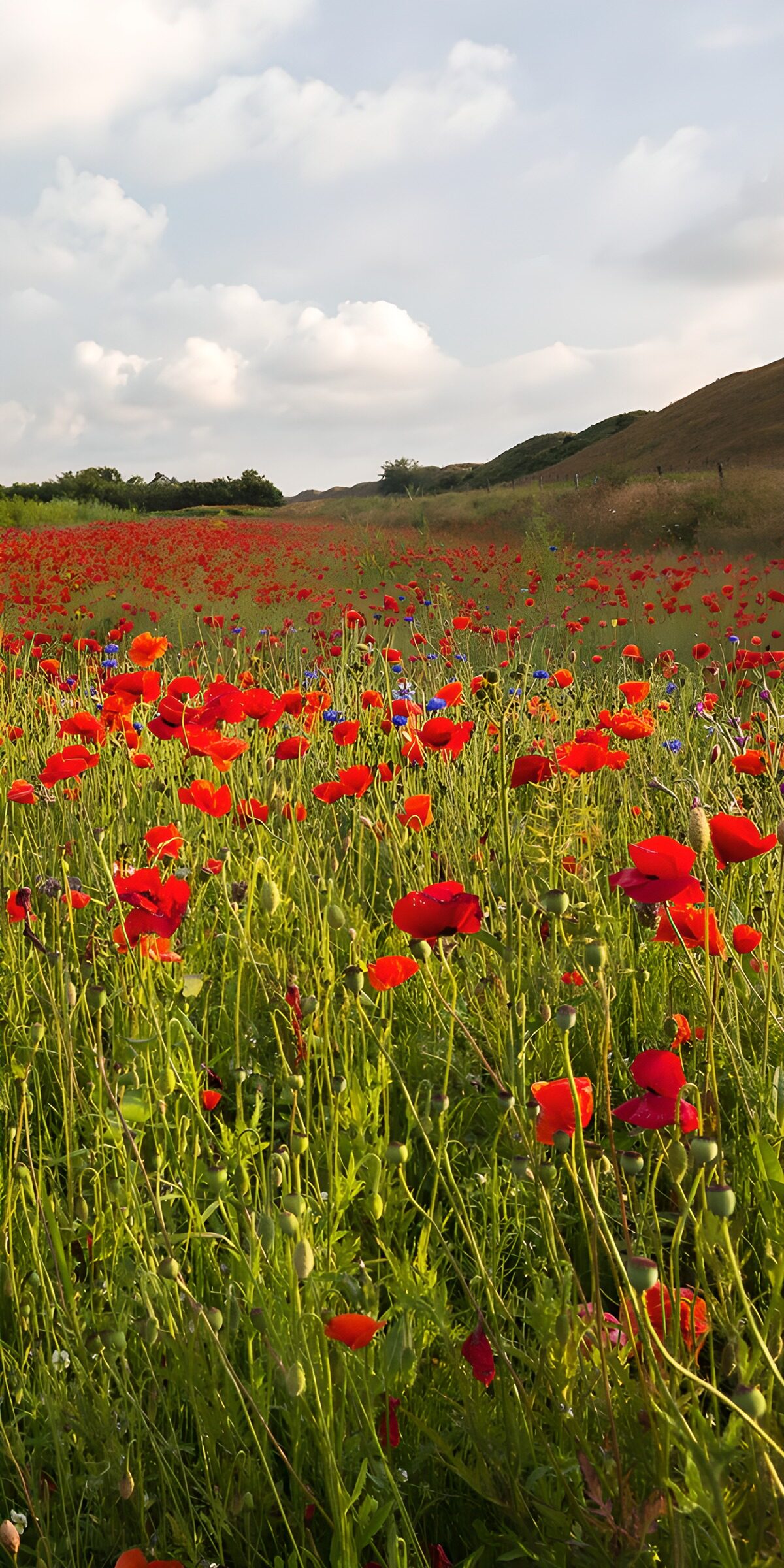 OCUK58714: Vibrant Poppy Field Under Blue Skies