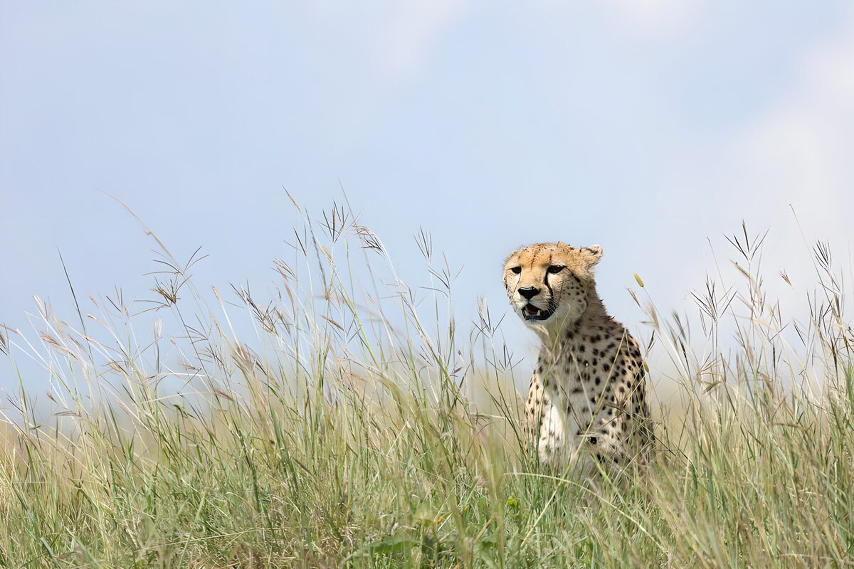 Cheetah in Tall Grass Under Blue Sky