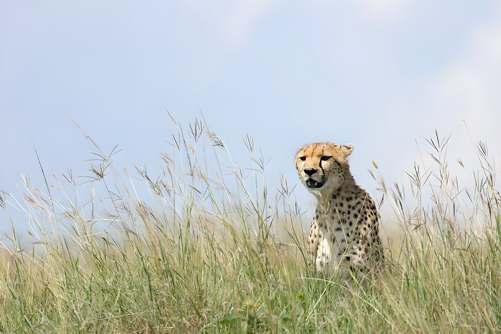 OCUK55008: Cheetah in Tall Grass Under Blue Sky