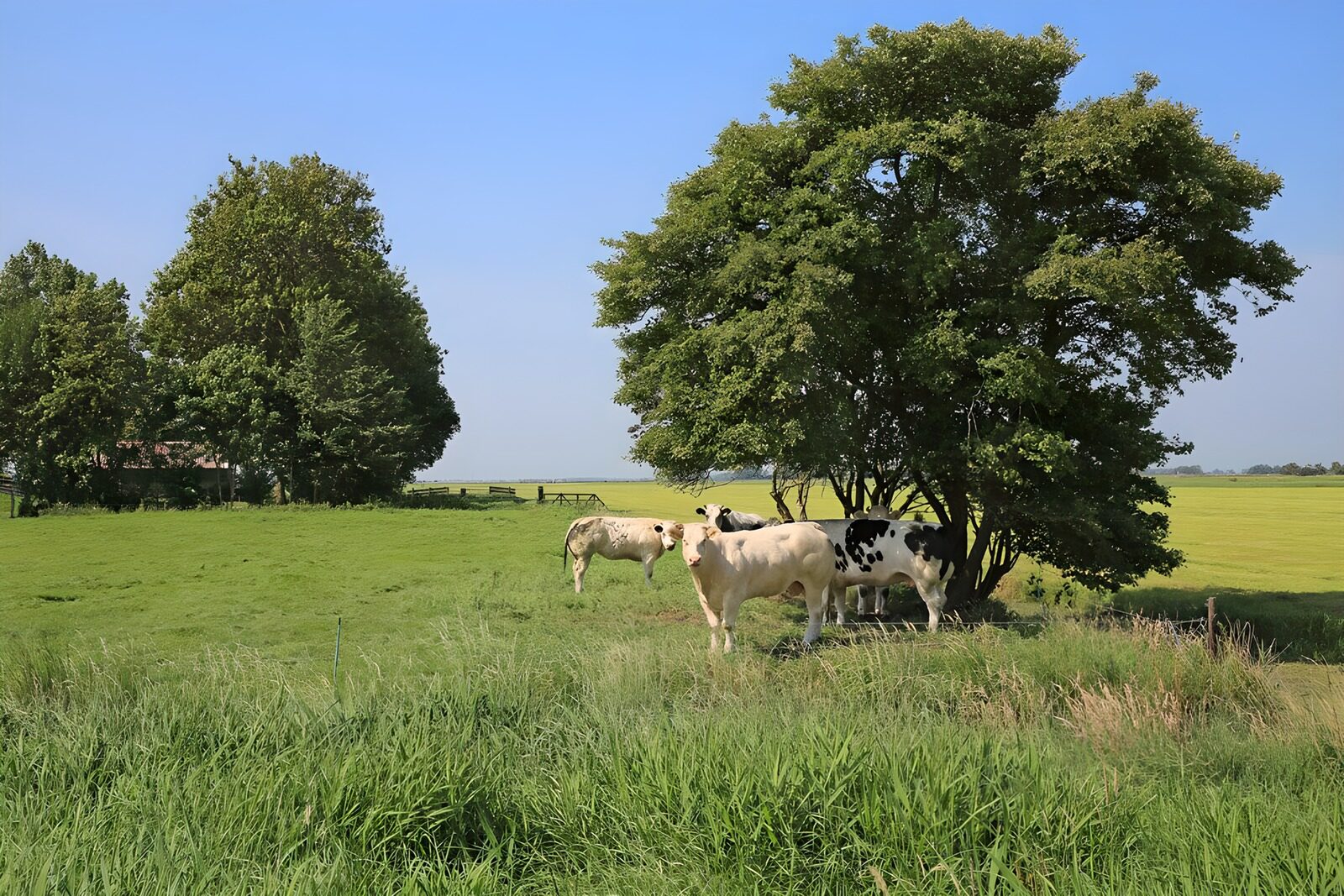 OCUK42142: Cows near a tree
