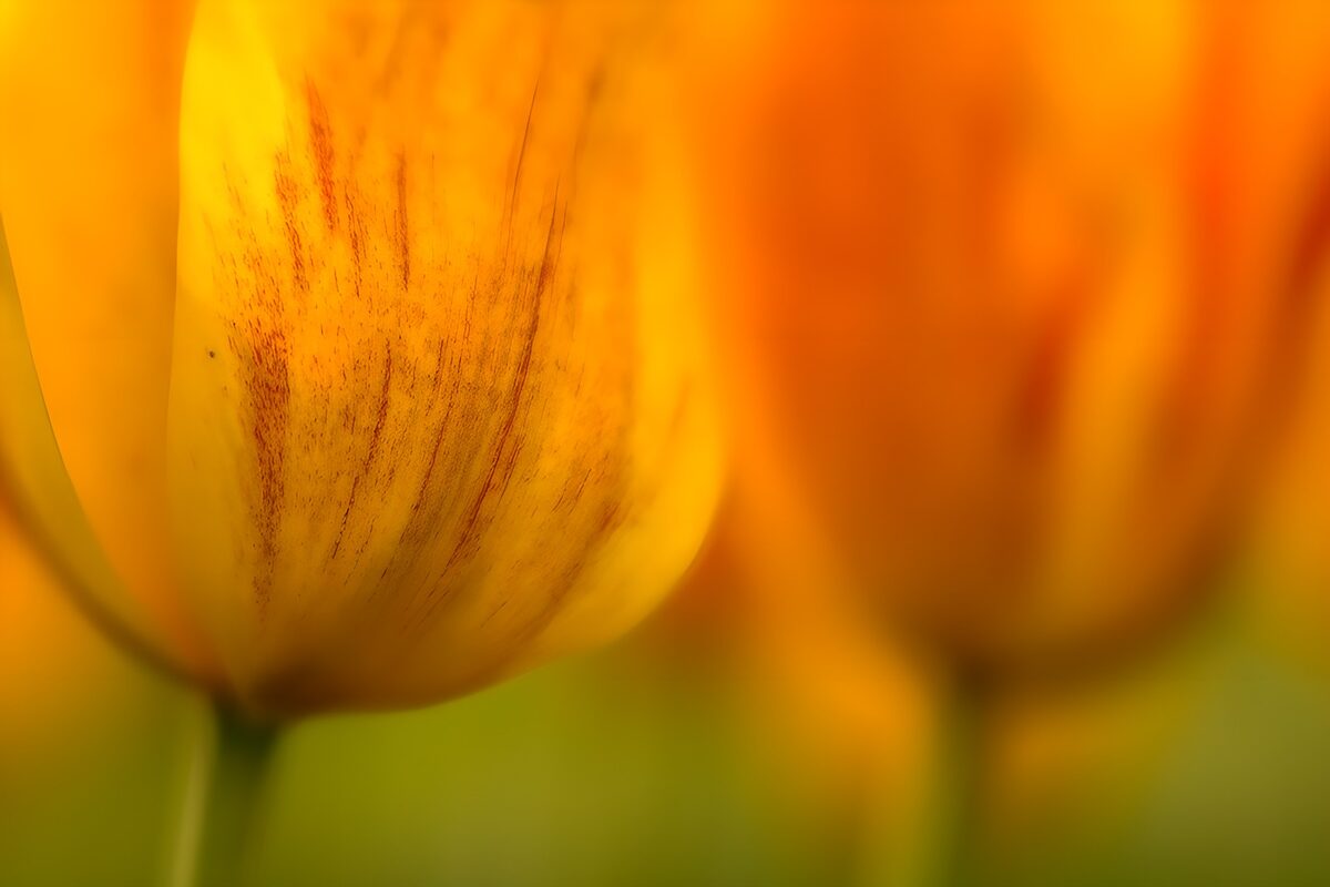 OCUK82645: Vibrant Yellow Tulip Blooms