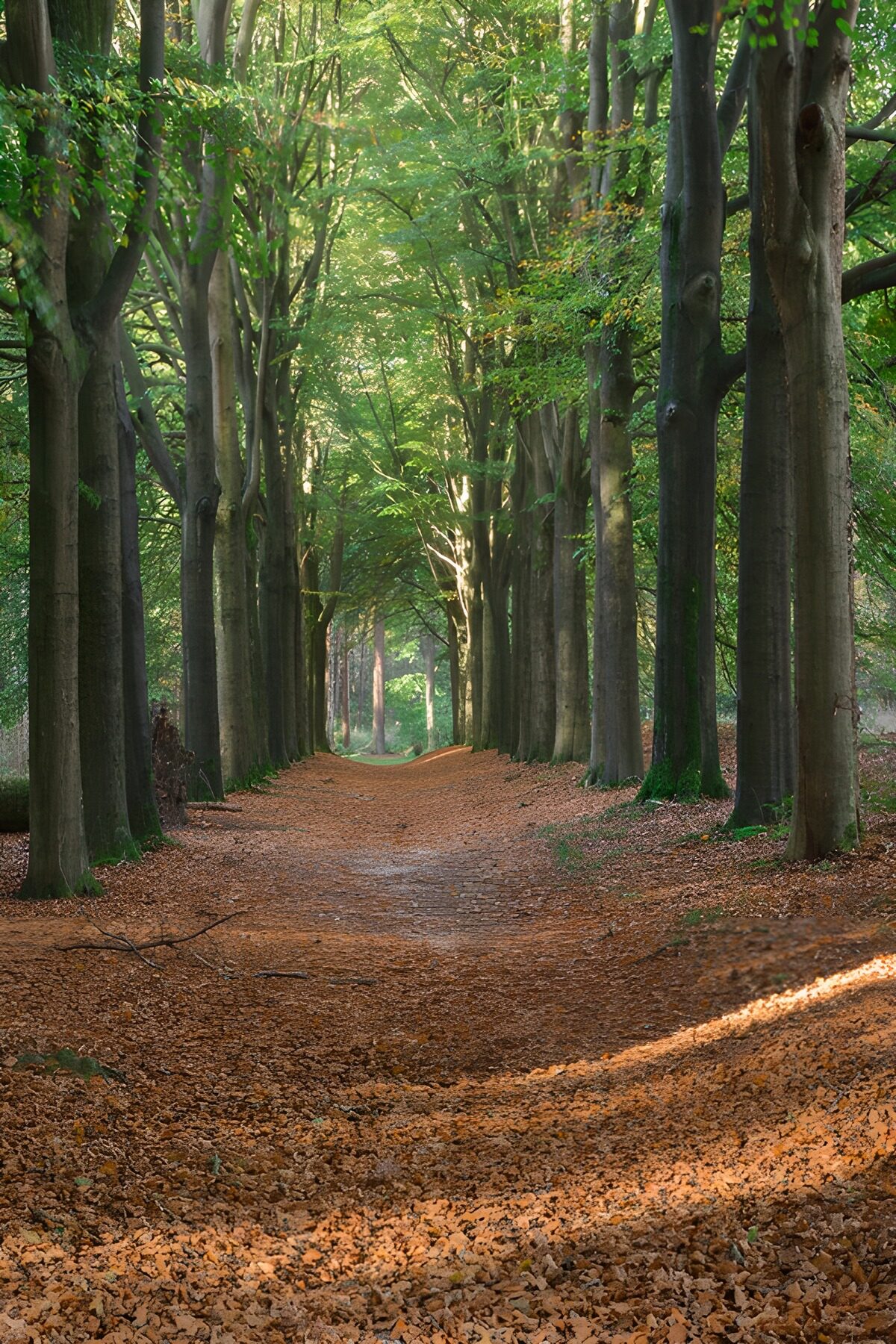 Tranquil Forest Pathway in Autumn