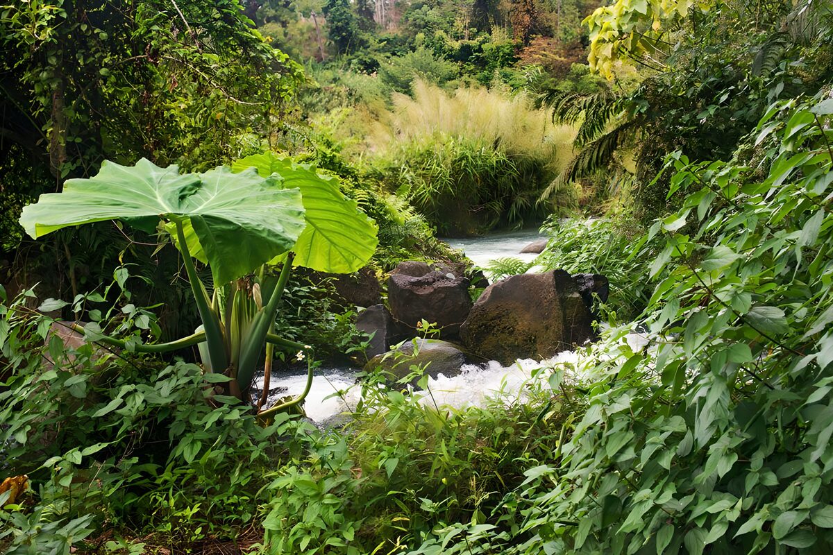 Lush Green River Oasis