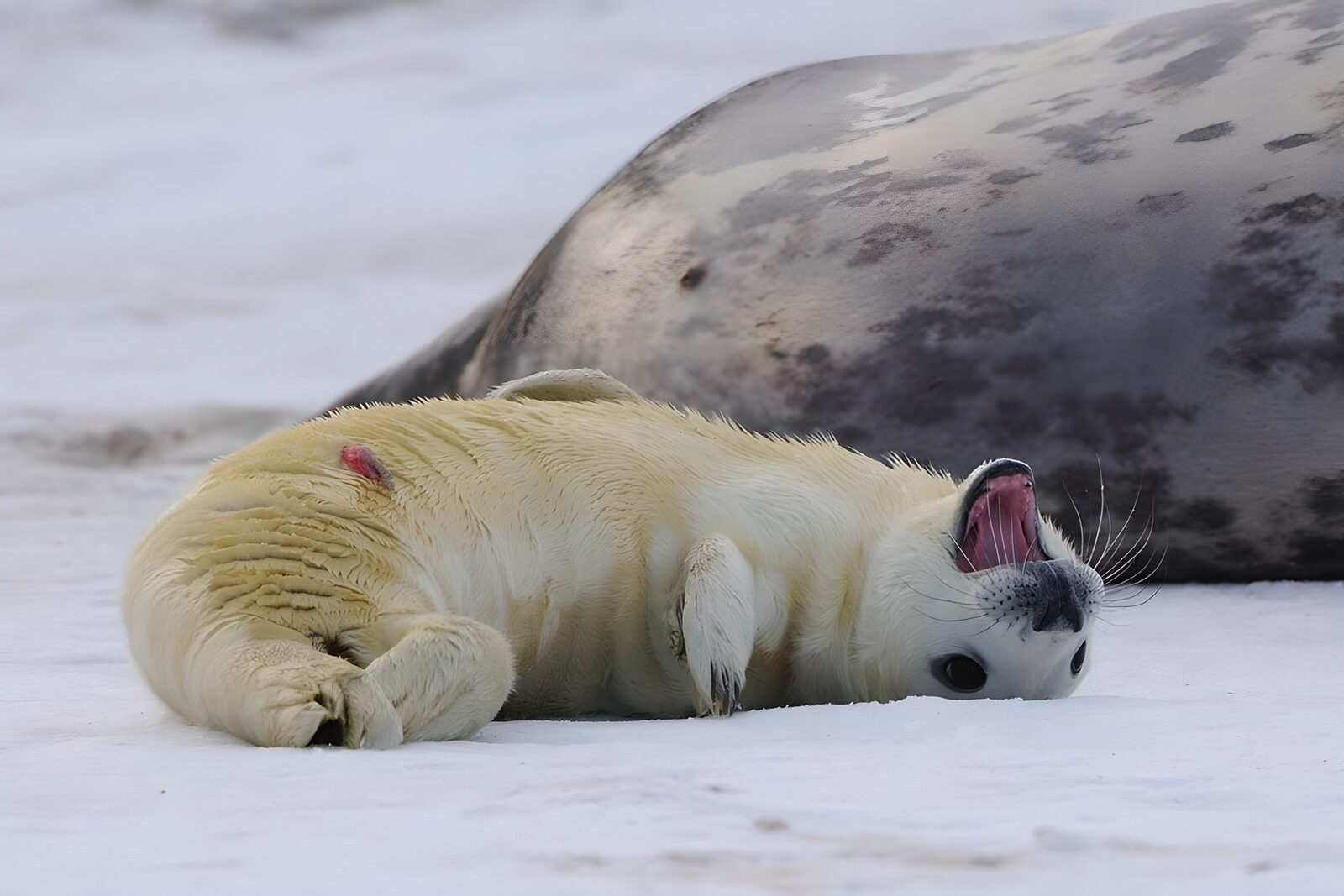 OCUK14451: Playful Seal Pup on Ice