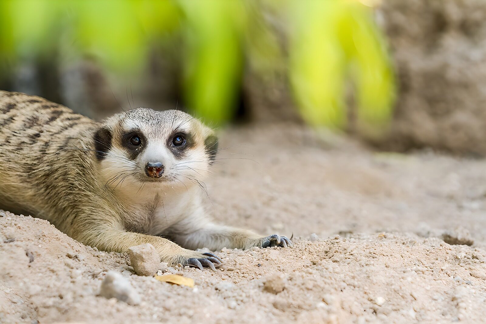 OCUK13471: Curious Meerkat Relaxing on the Ground