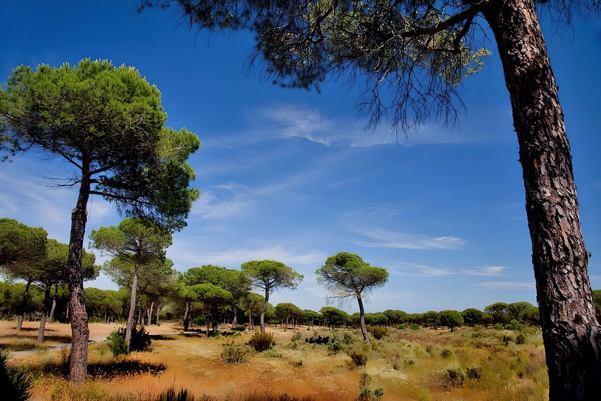 OCUK28390: : Tranquil Pine Forest Under Blue Sky