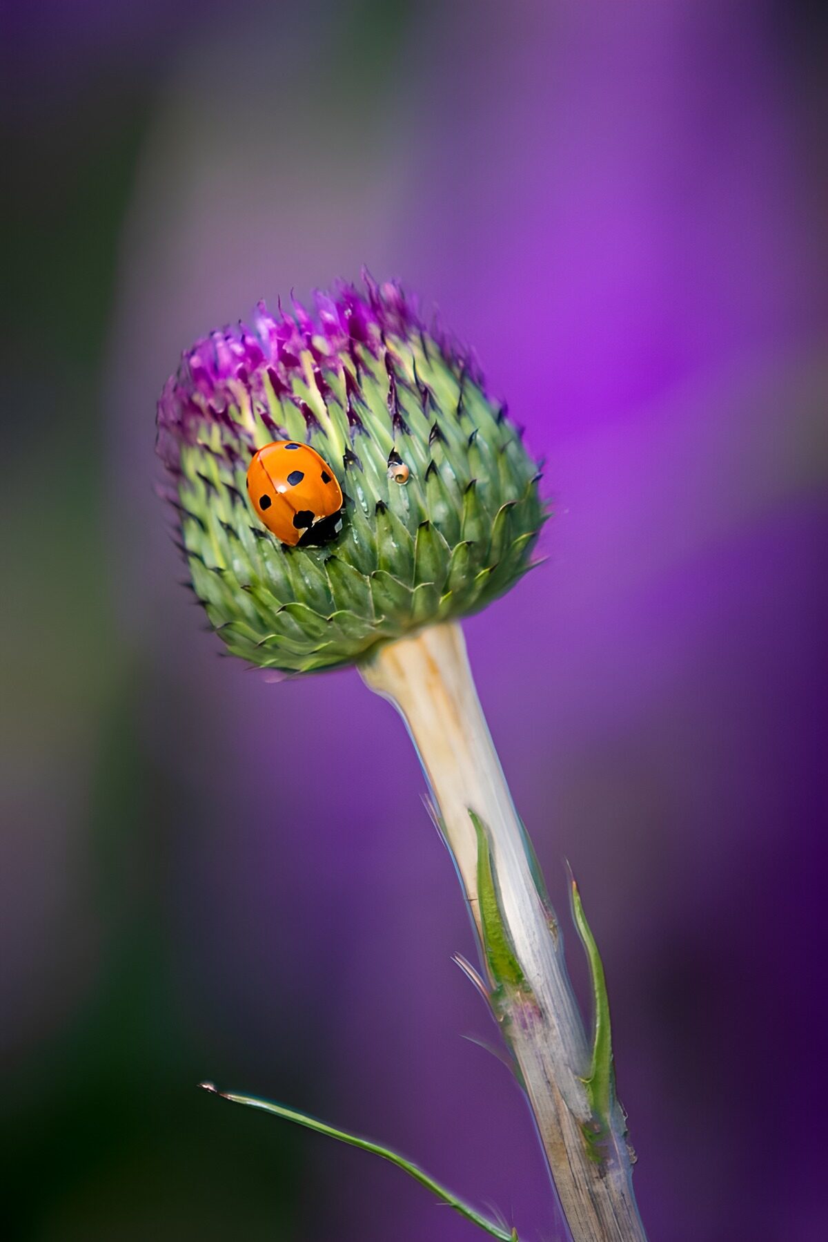 OCUK93572: Orange Ladybird on Green Bud