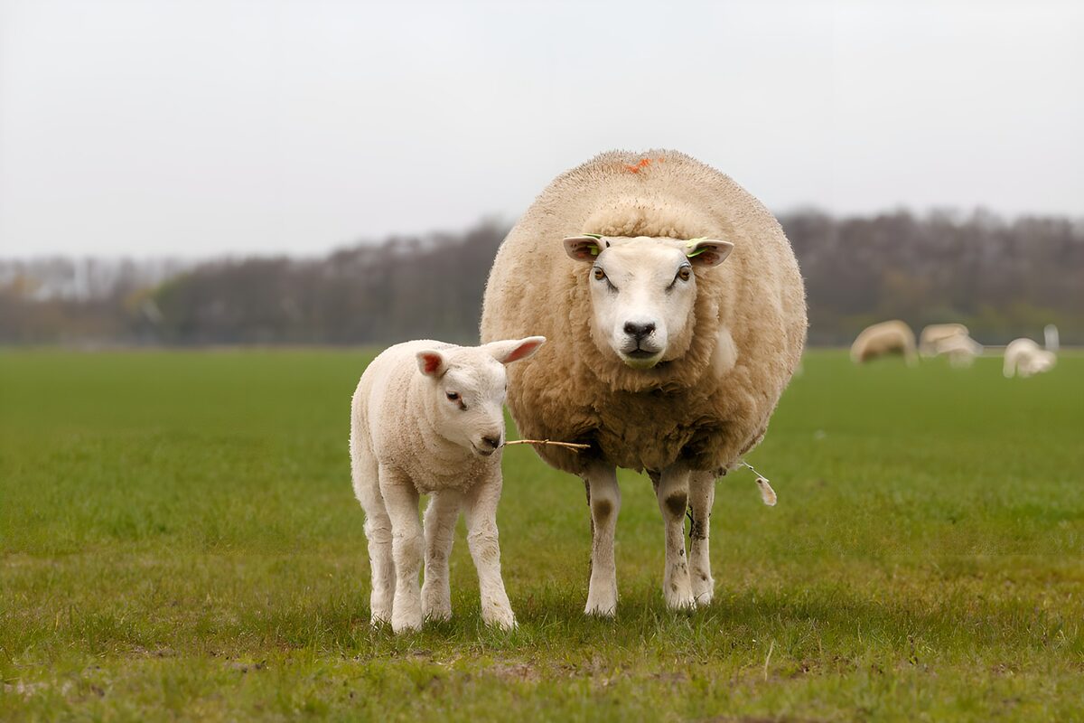 OCUK71474: Mother and Lamb in a Pasture