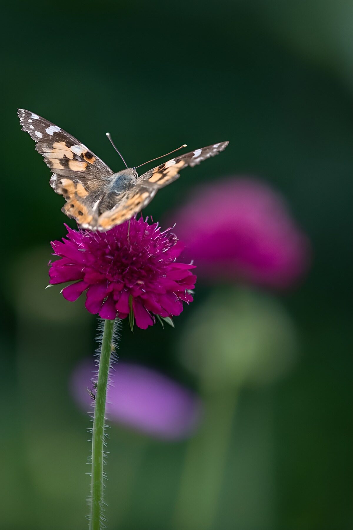 OCUK29609: Butterfly on a Vibrant Flower