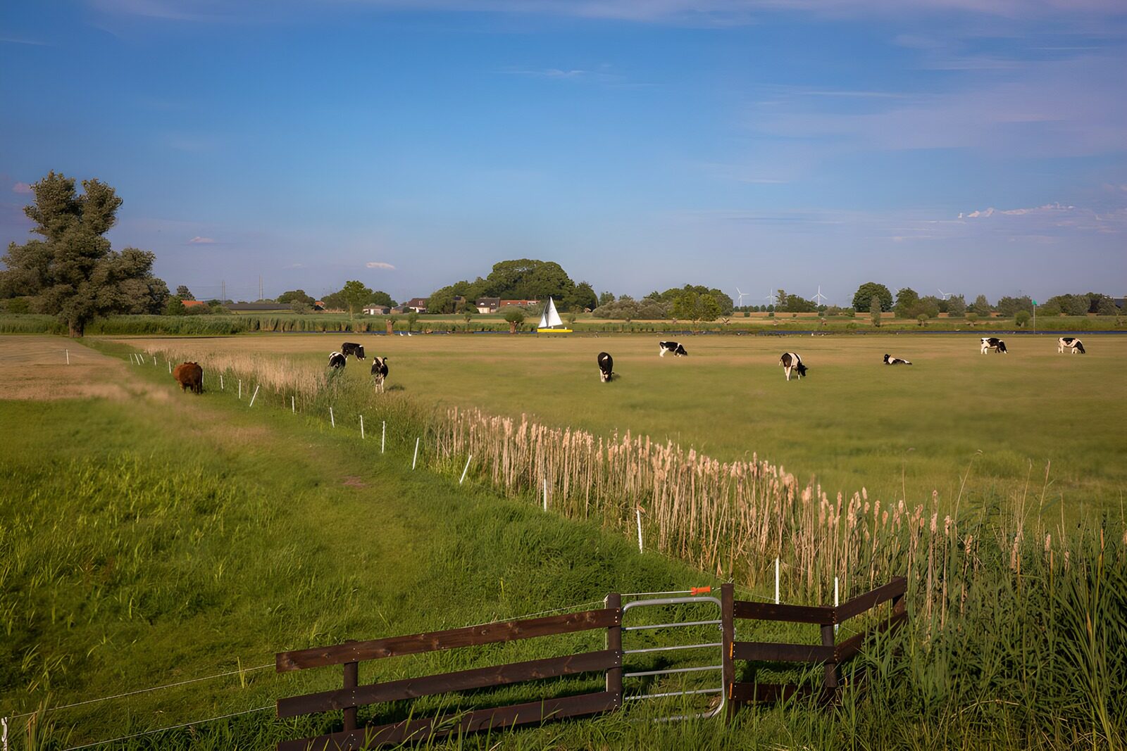 OCUK59260: Tranquil Pastures and Grazing Cows