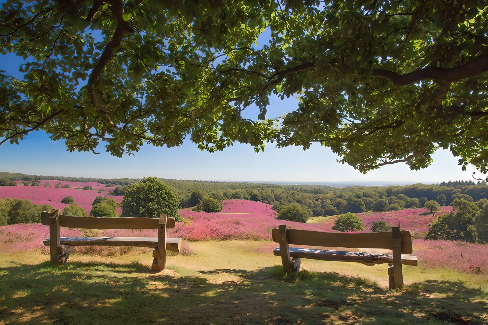 OCUK27939: Serene View Over Blooming Heather Fields
