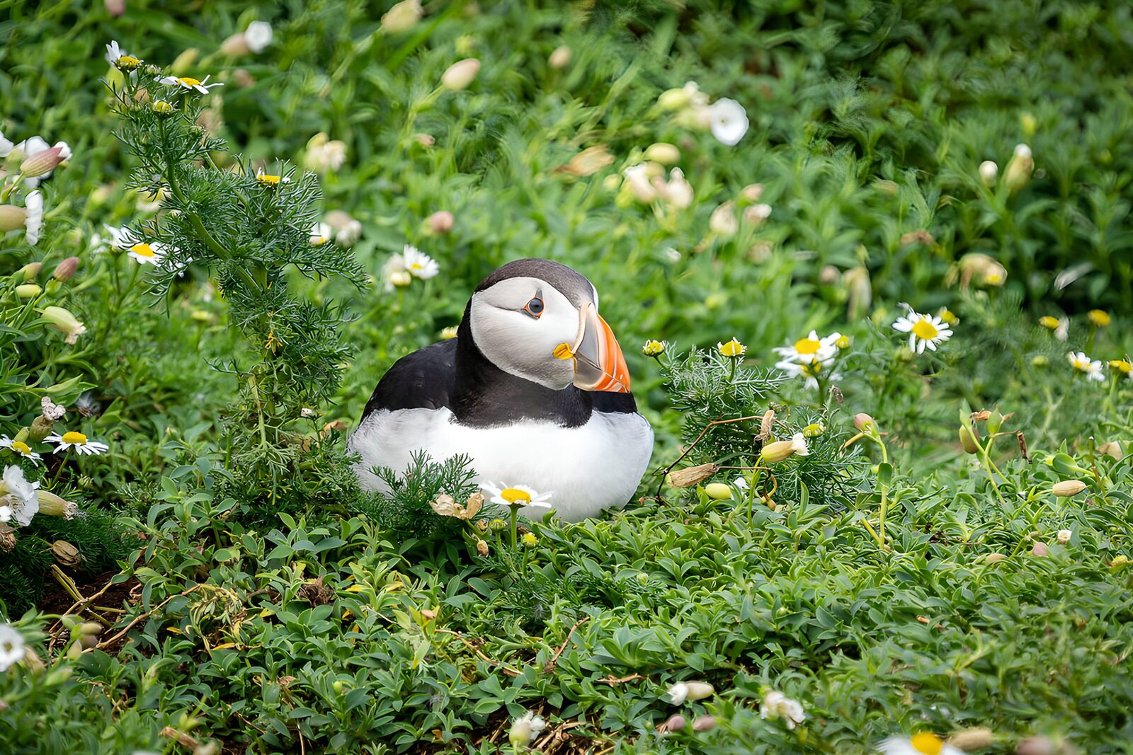 OCUK35869: Puffin Among Blossoms