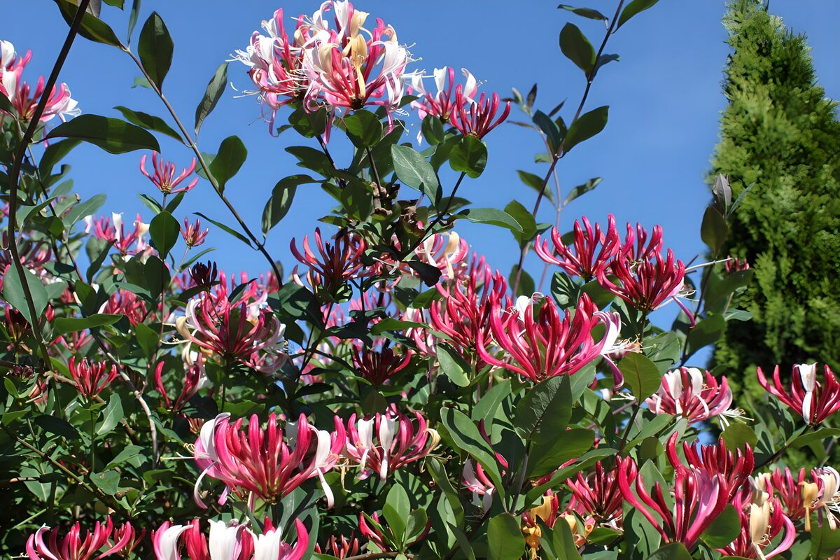 OCUK93060: Honeysuckle 1