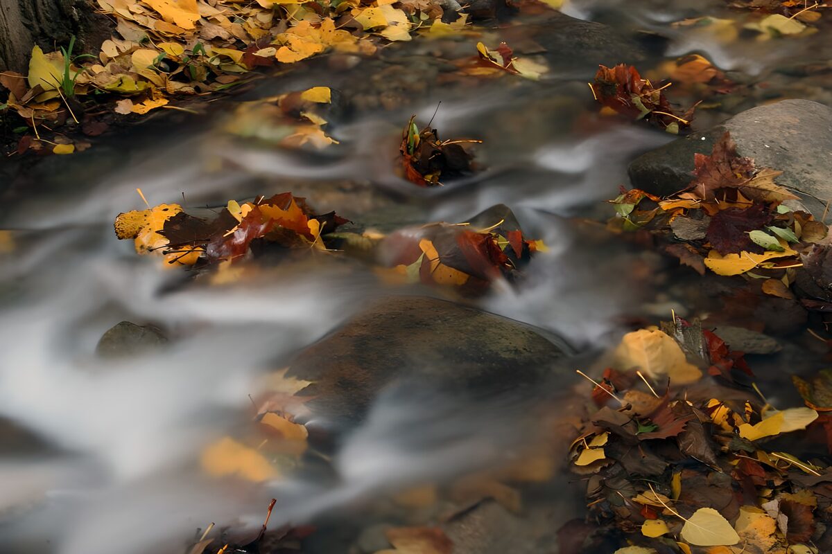 OCUK24815: Autumn Leaves on a Gentle Stream