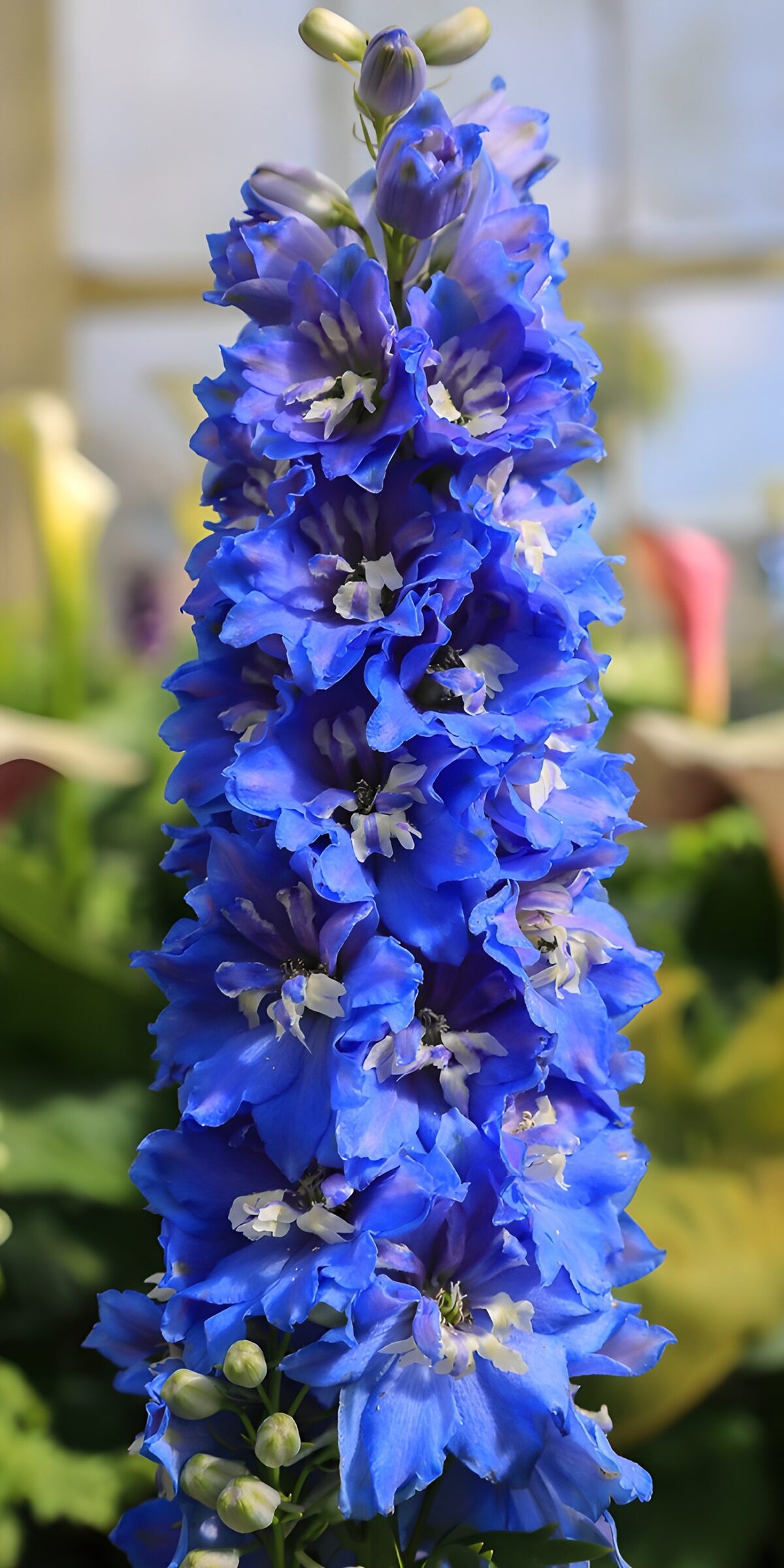 OCUK72276: Stunning Blue Delphinium Blooms