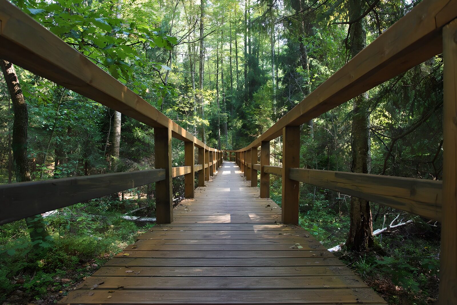 OCUK59888: Serene Forest Pathway