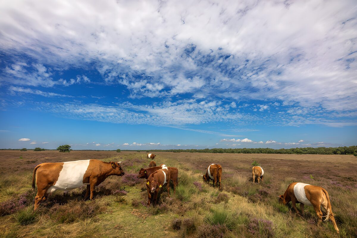 OCUK18817: Cows Grazing in a Scenic Landscape
