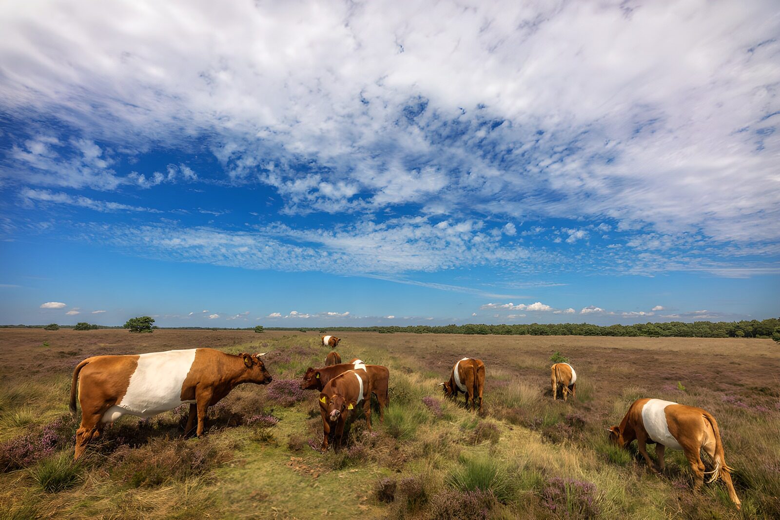 OCUK18817: Cows Grazing in a Scenic Landscape