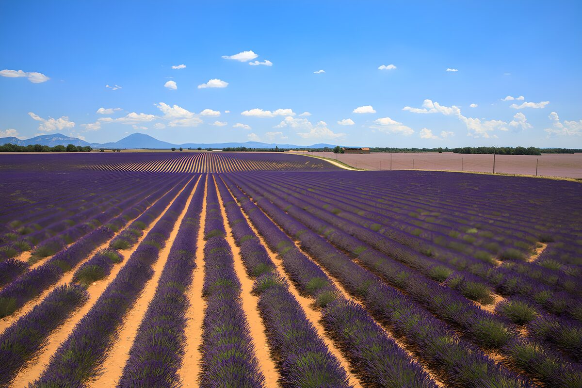 Vibrant Lavender Fields Under Blue Skies