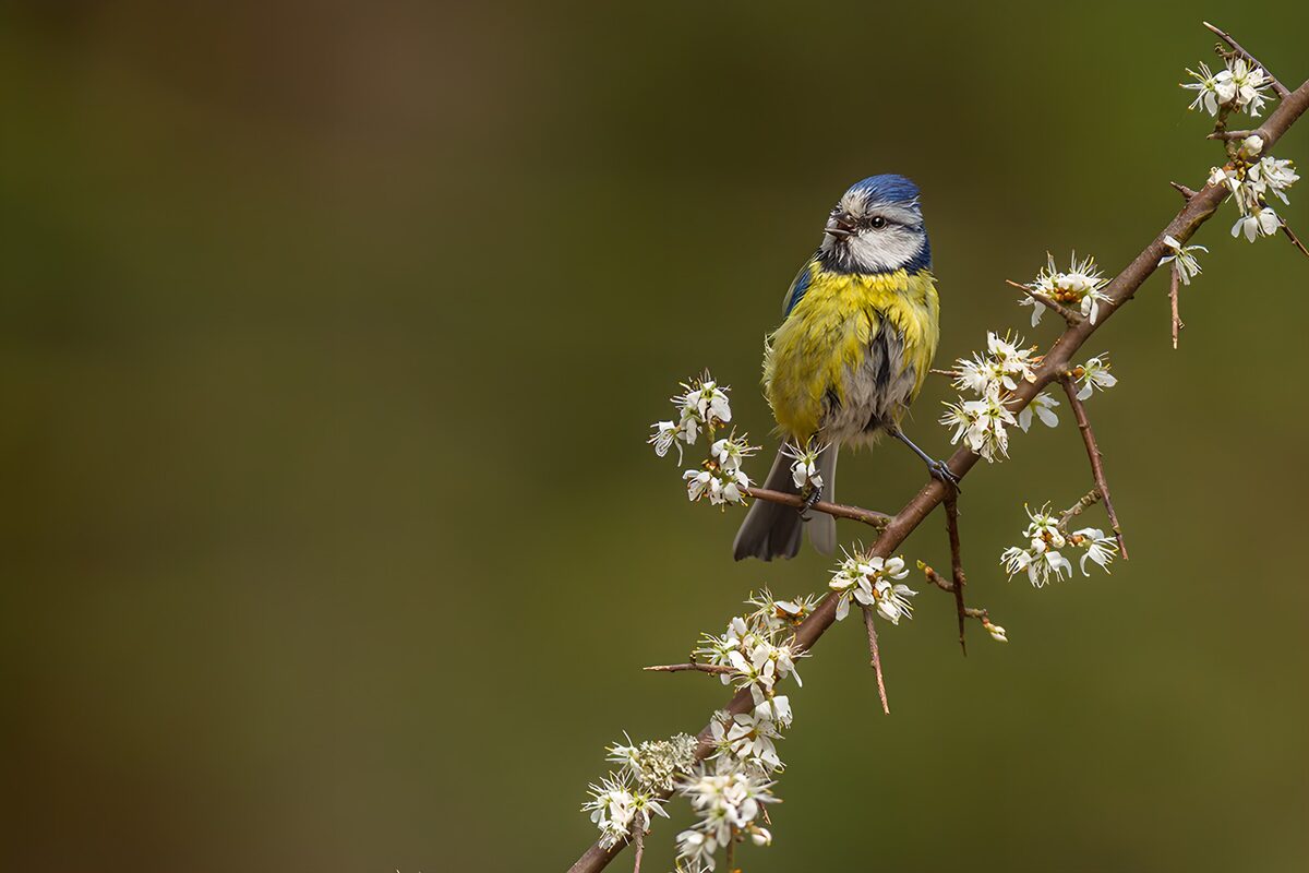 OCUK67043: Blue Tit on Blossom Branch