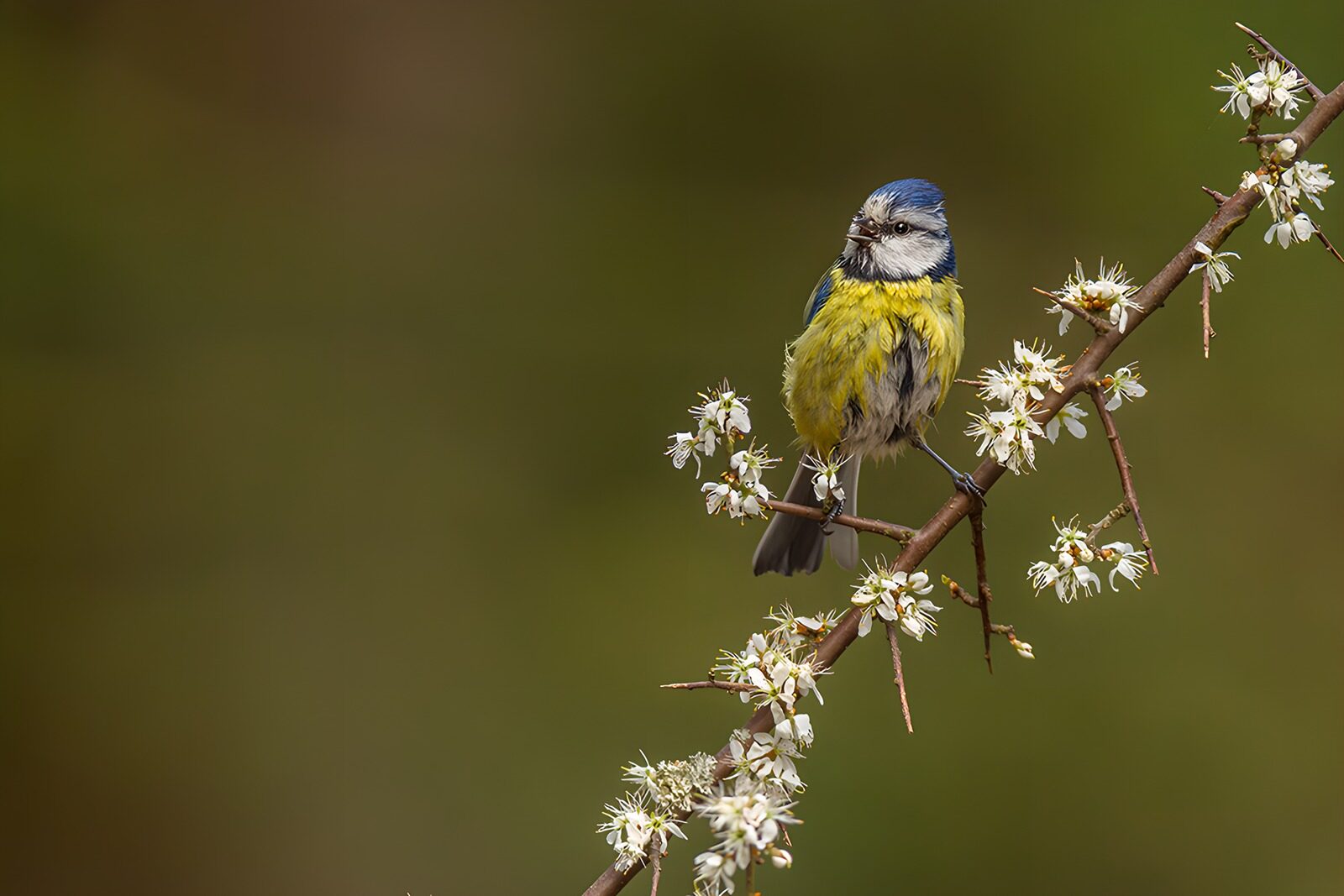 OCUK67043: Blue Tit on Blossom Branch