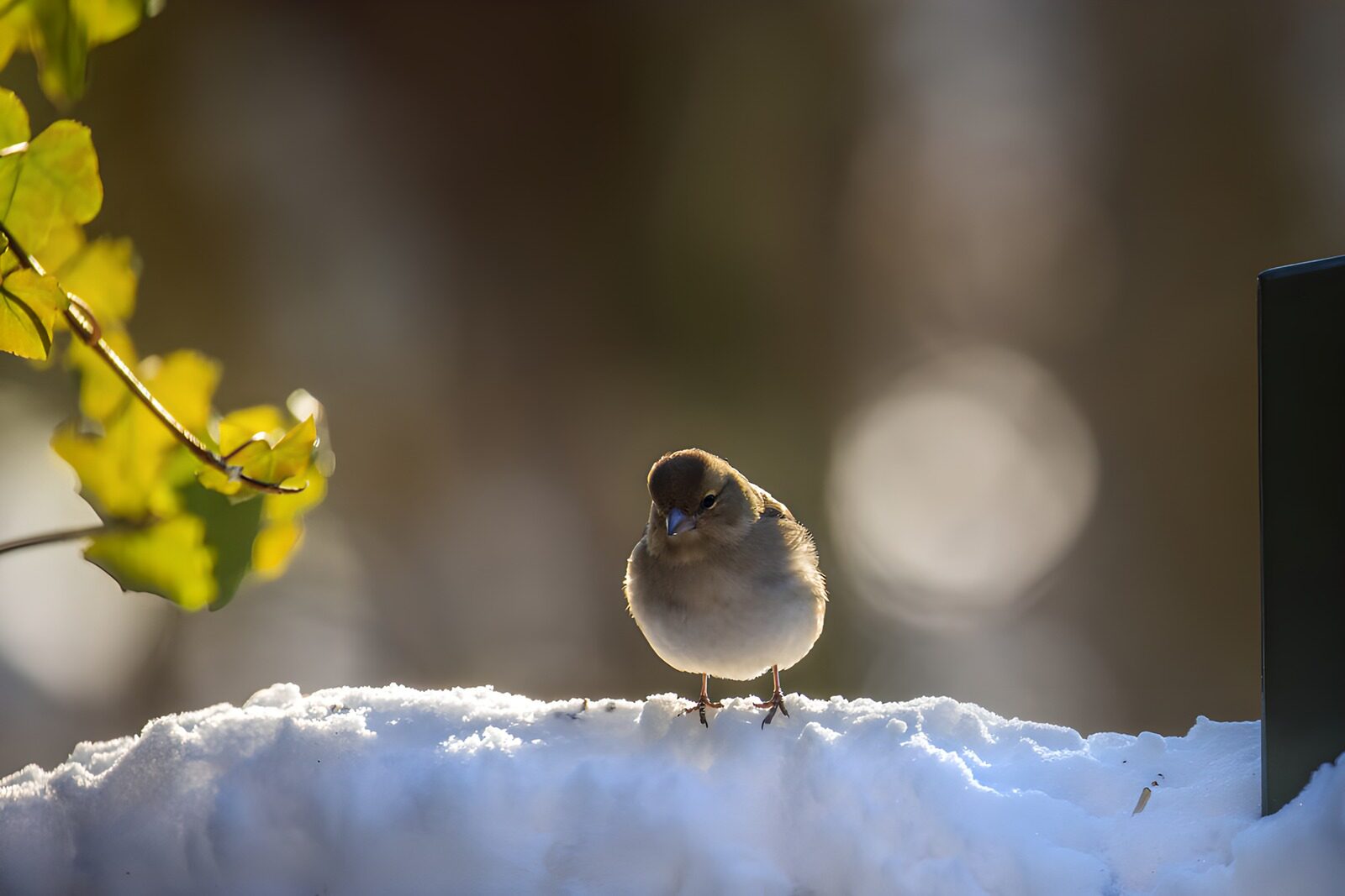 OCUK64556: Snowy Perch: A Small Bird in Winter