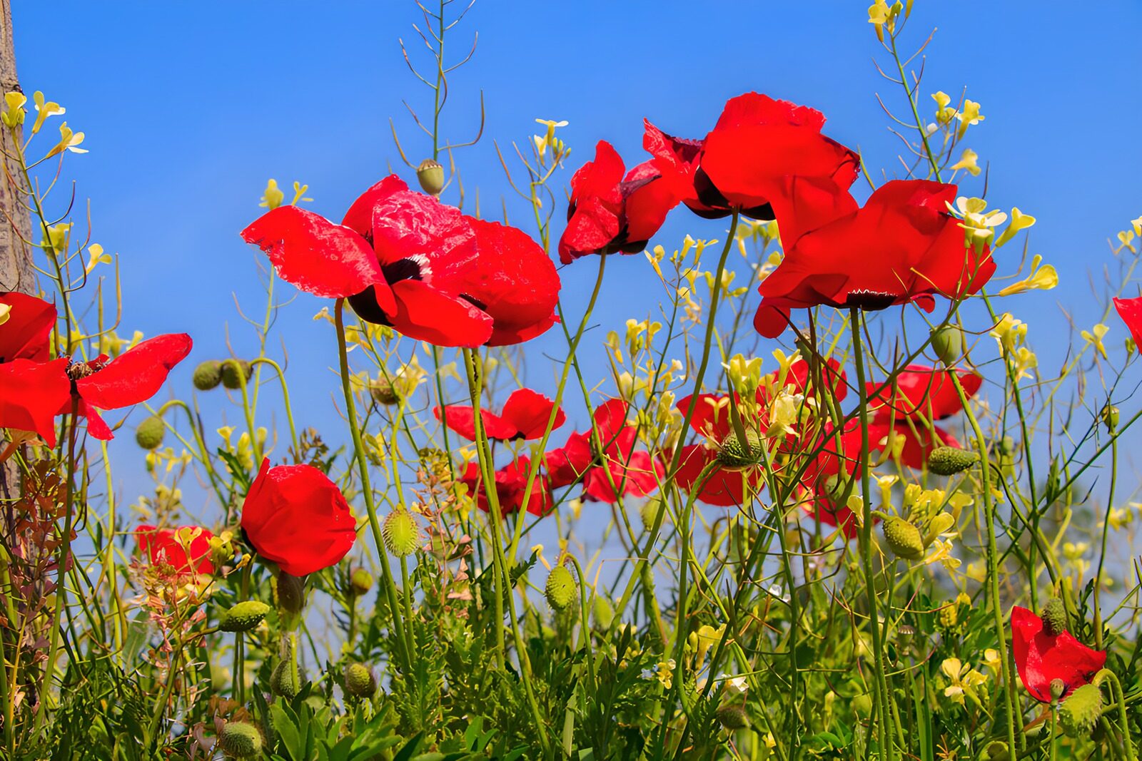 OCUK10717: Vibrant Red Poppies Under Clear Blue Sky