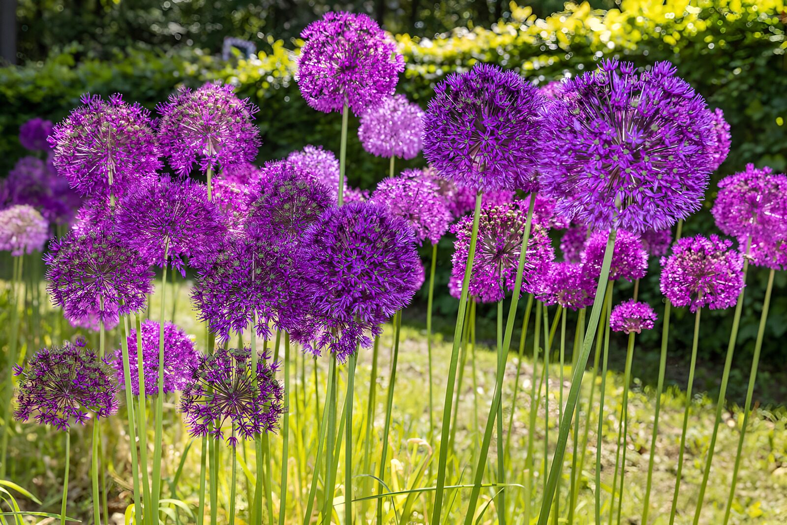 OCUK13442: Vibrant Purple Alliums in Bloom