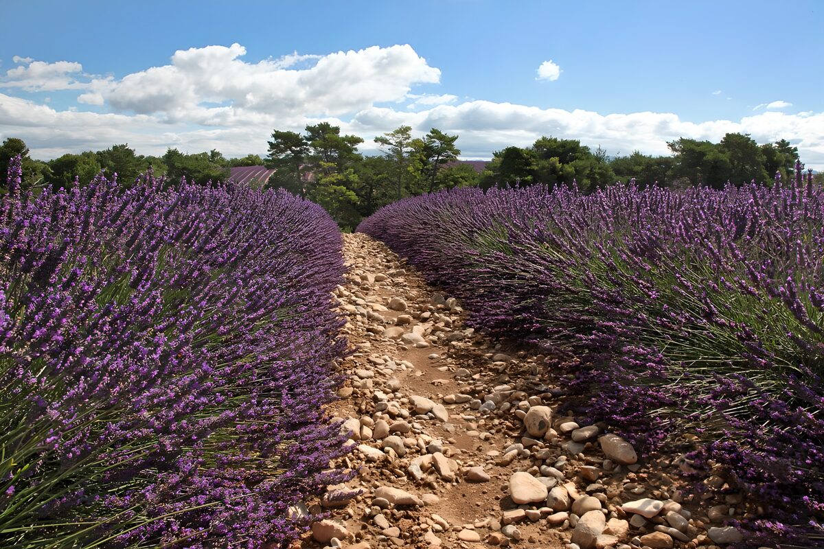 OCUK34271: Lavender Fields Under a Blue Sky