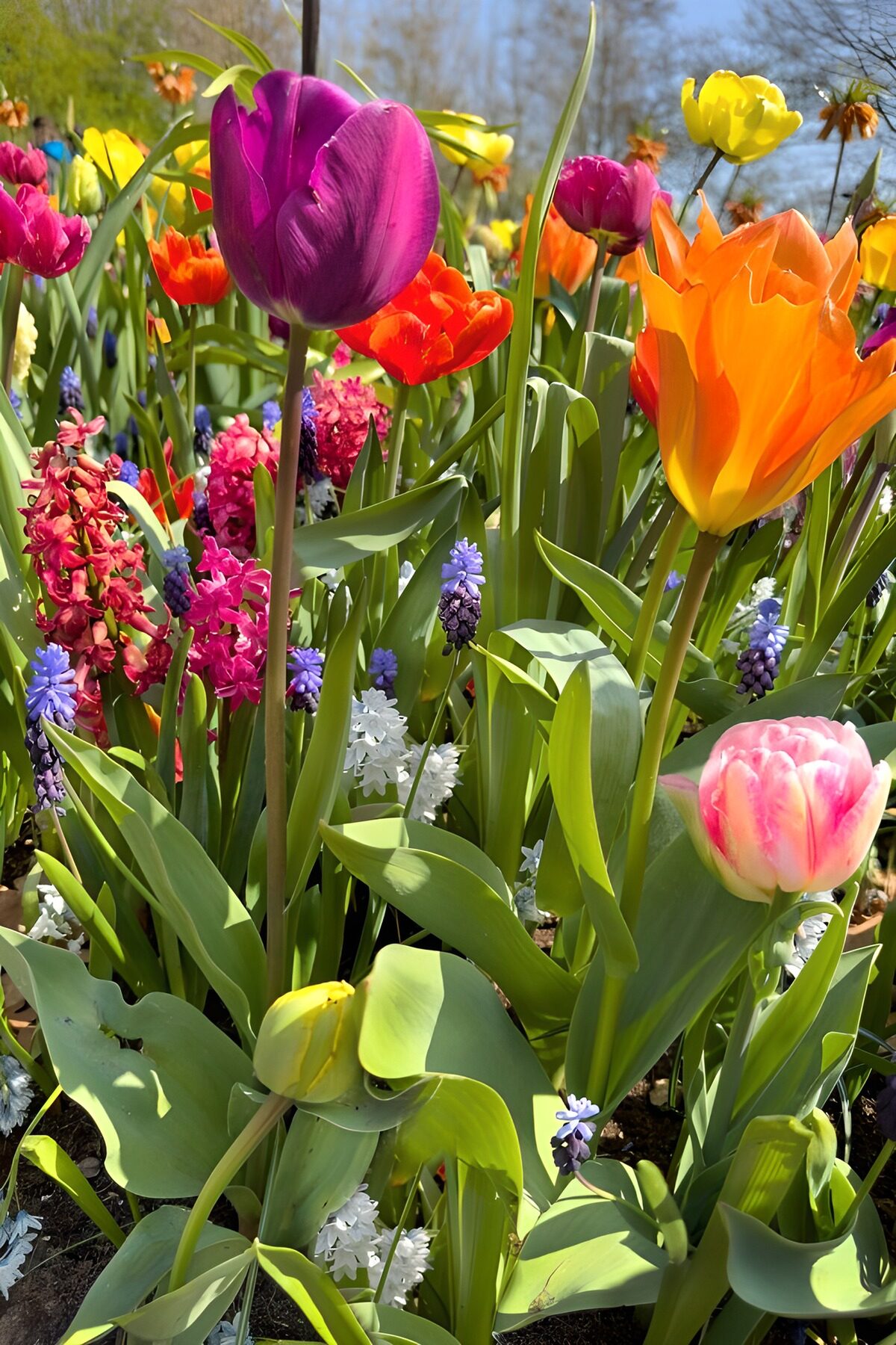 OCUK47876: Colorful Tulip Garden in Spring