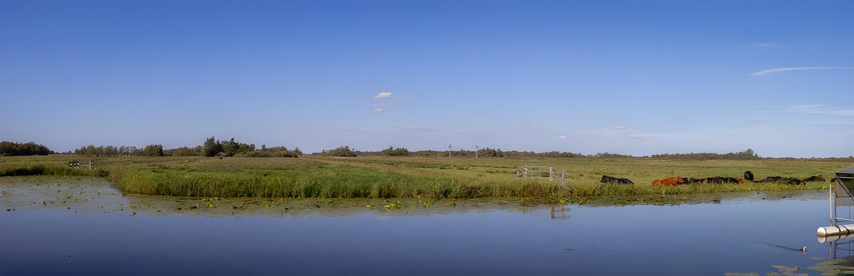 OCUK77675: Serene Pastoral Landscape with Cattle