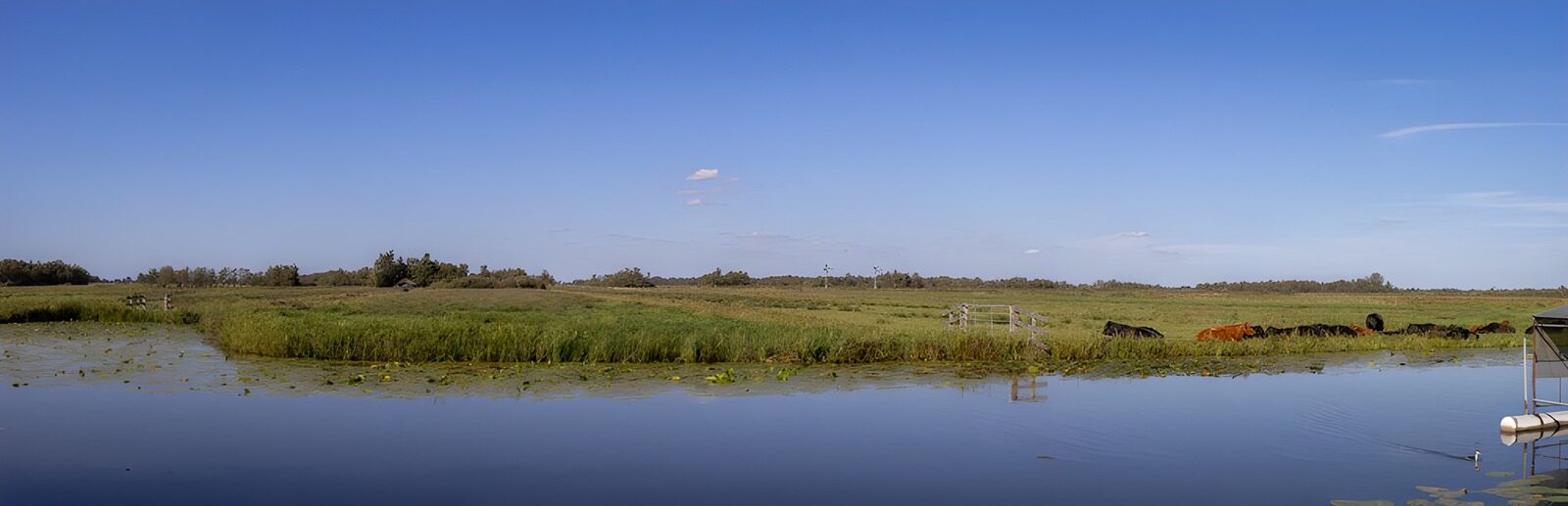 OCUK77675: Serene Pastoral Landscape with Cattle