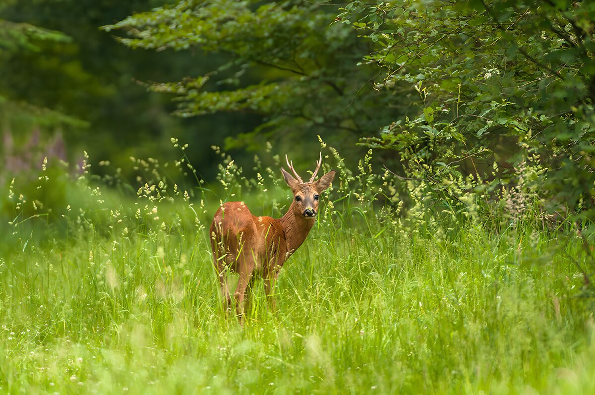 OCUK18751: Curious Roe Deer in the Meadow