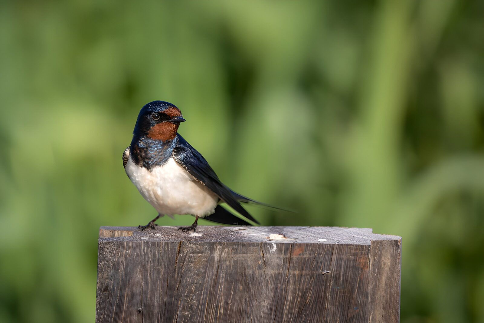 OCUK29568: Barn Swallow on Wooden Post