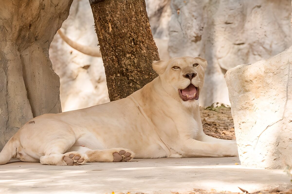 Resting White Lioness in Natural Habitat
