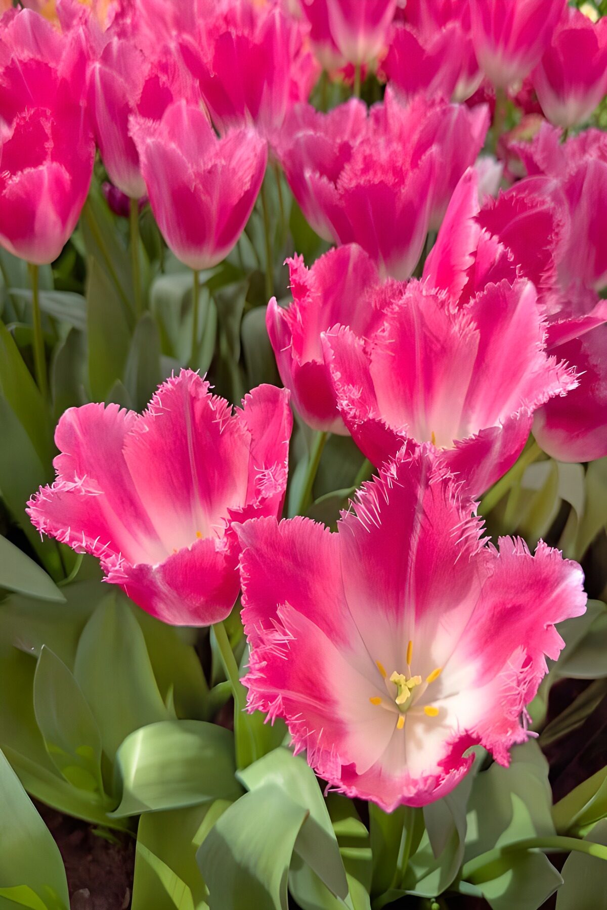 OCUK30576: Vibrant Fringed Pink Tulips