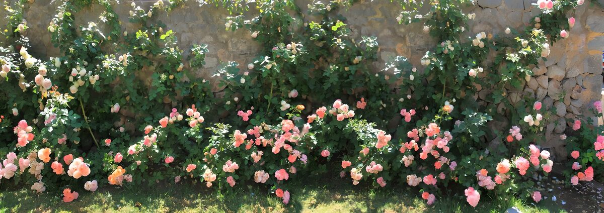 OCUK39838: Vibrant Roses in Full Bloom