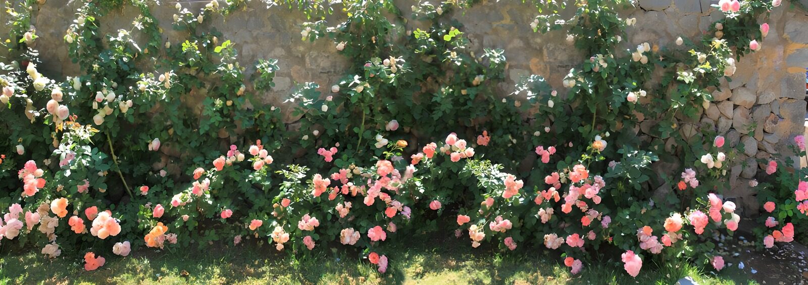OCUK39838: Vibrant Roses in Full Bloom