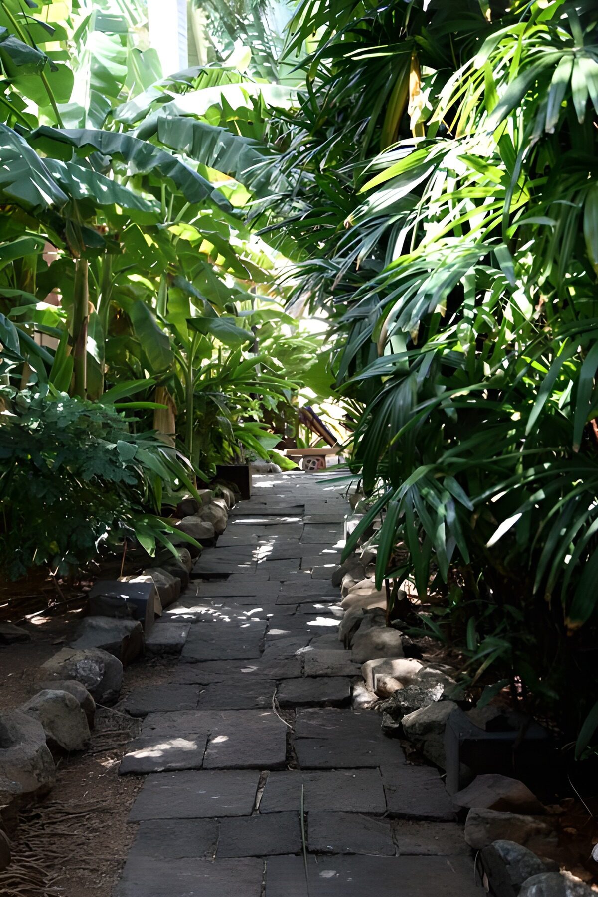 OCUK77629: Path with palm leaves