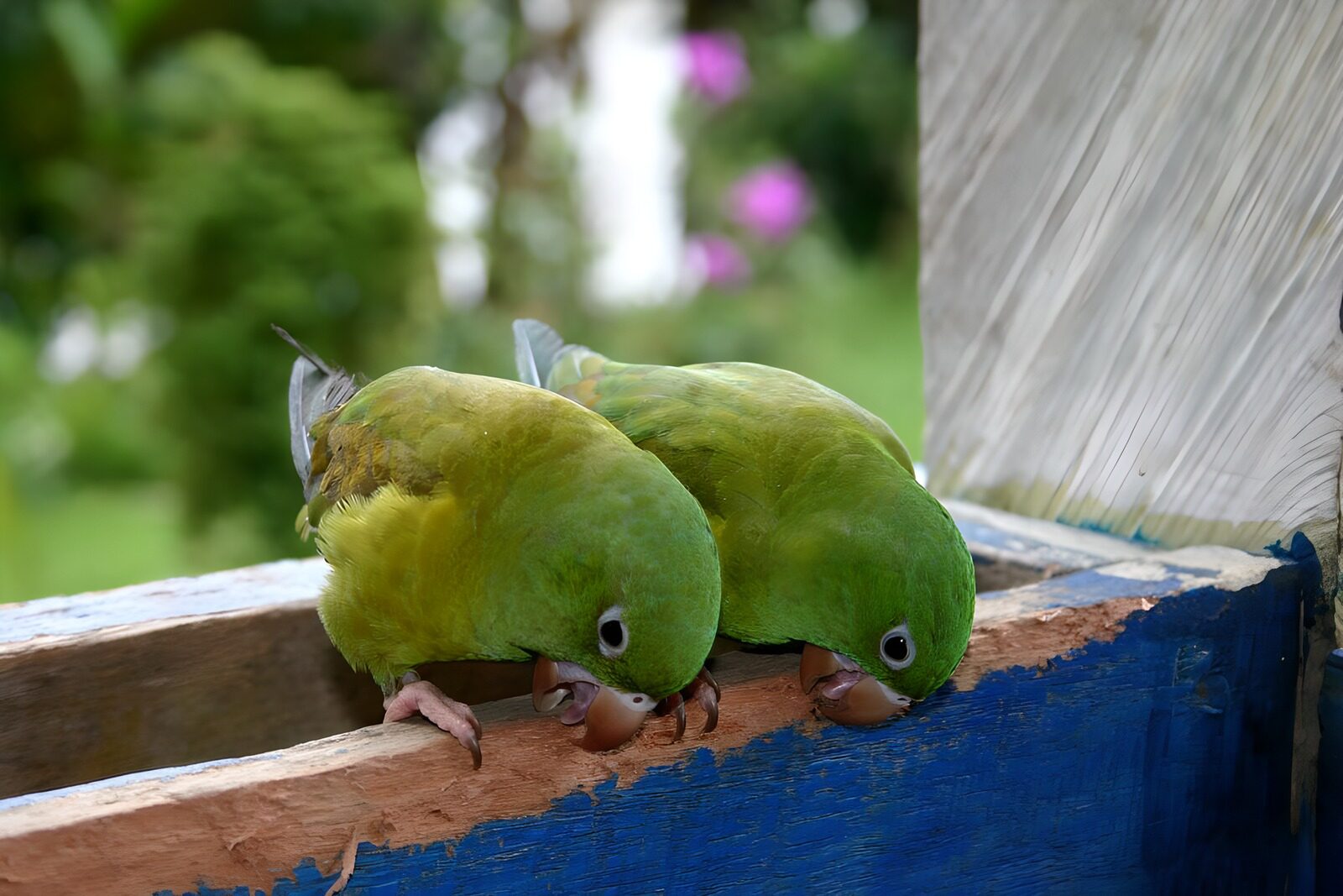 OCUK12547: Two lovebirds on gate