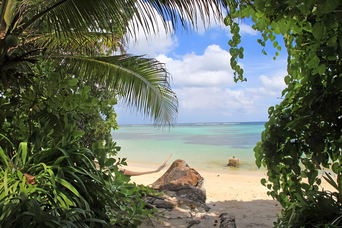 Tropical Paradise View