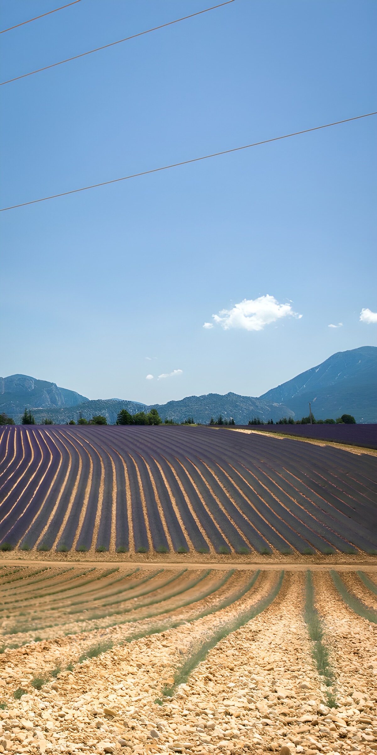 OCUK34291: Serene Lavender Fields Under Blue Sky