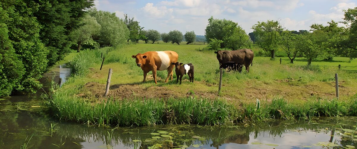 OCUK57706: Various cows in meadow next to canal